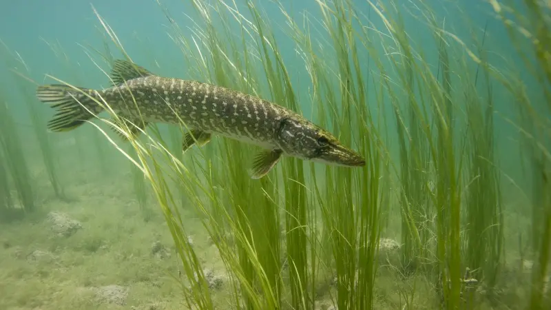 federation-de-la-peche-marne-2