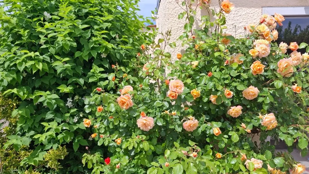 gite-la-petillante-soudron-rosiers