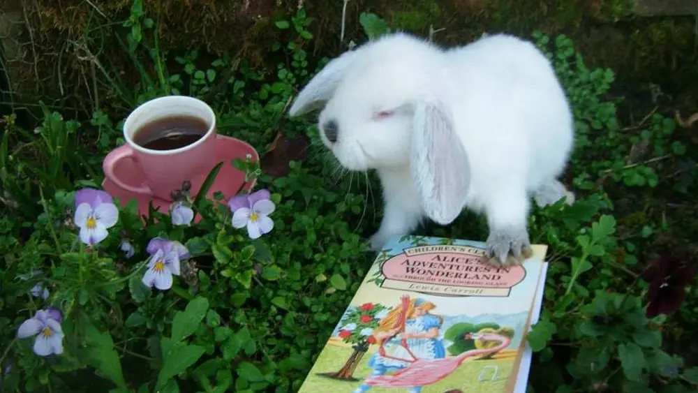 Lapins du Monde de Joy < Haution < Thiérache < Aisne < Picardie