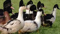 trelou-sur-marne_ferme_du_moulin_groupe_canards