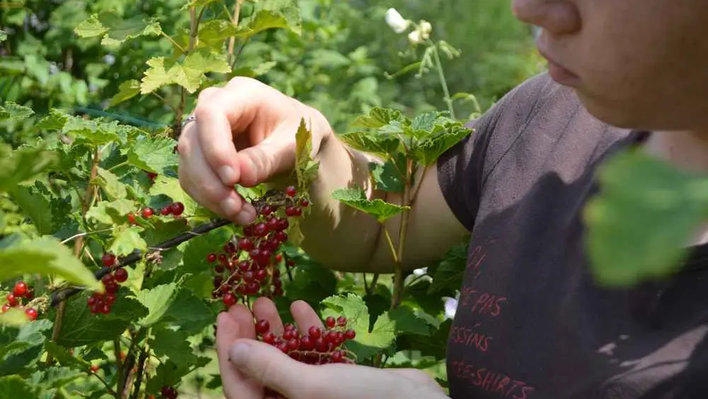 Jardin Roy < Haution < Thiérache < Aisne < Hauts de France