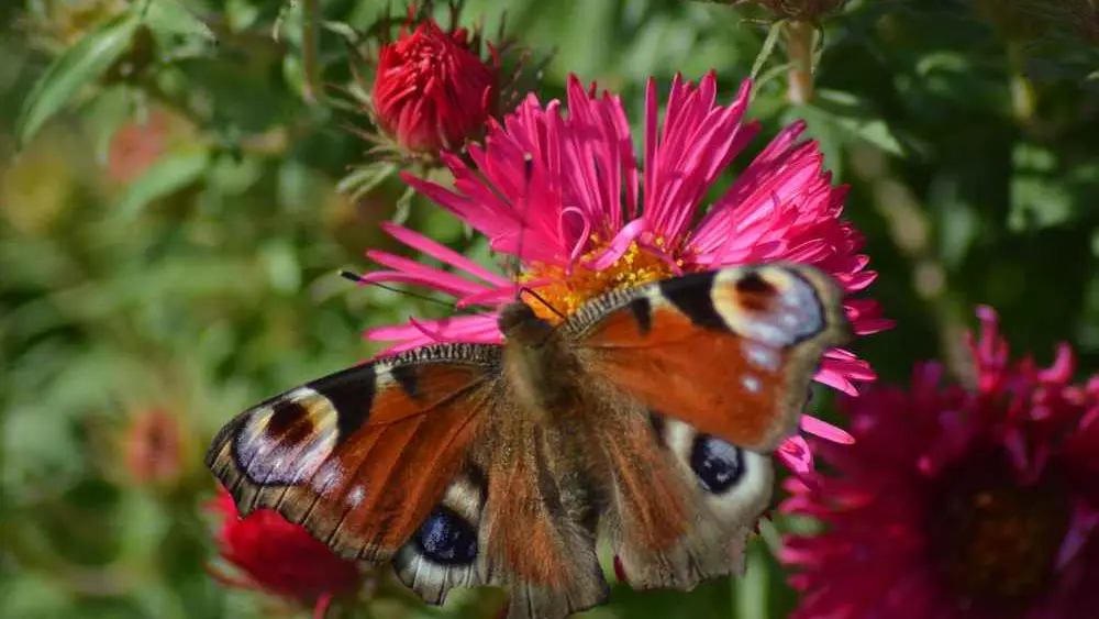 Jardin Roy < Haution < Thiérache < Aisne < Hauts de France