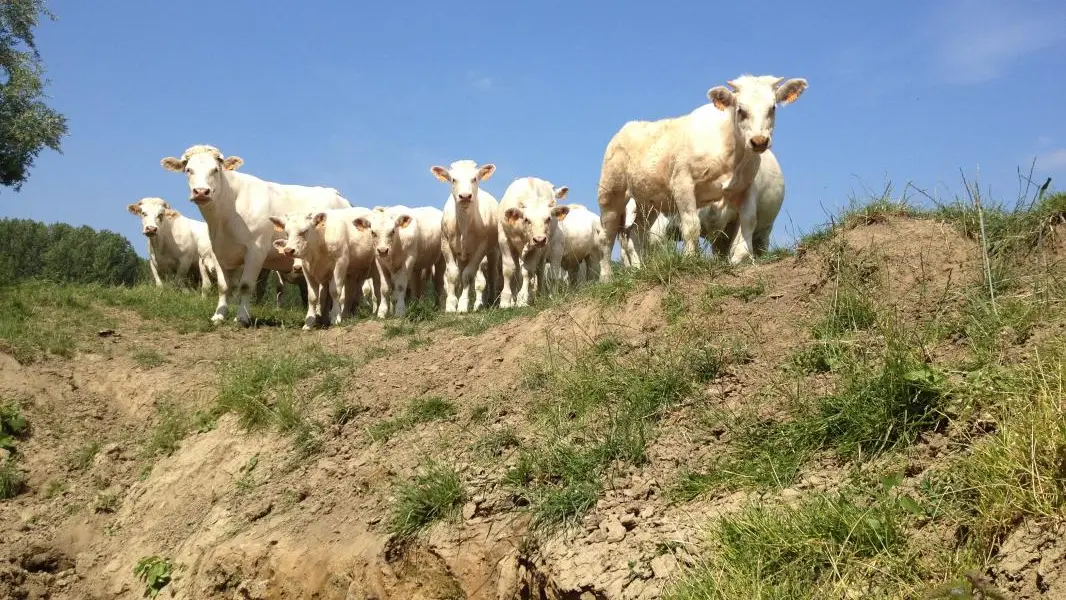 MOY-DE-L'AISNE La Ferme d'Alice