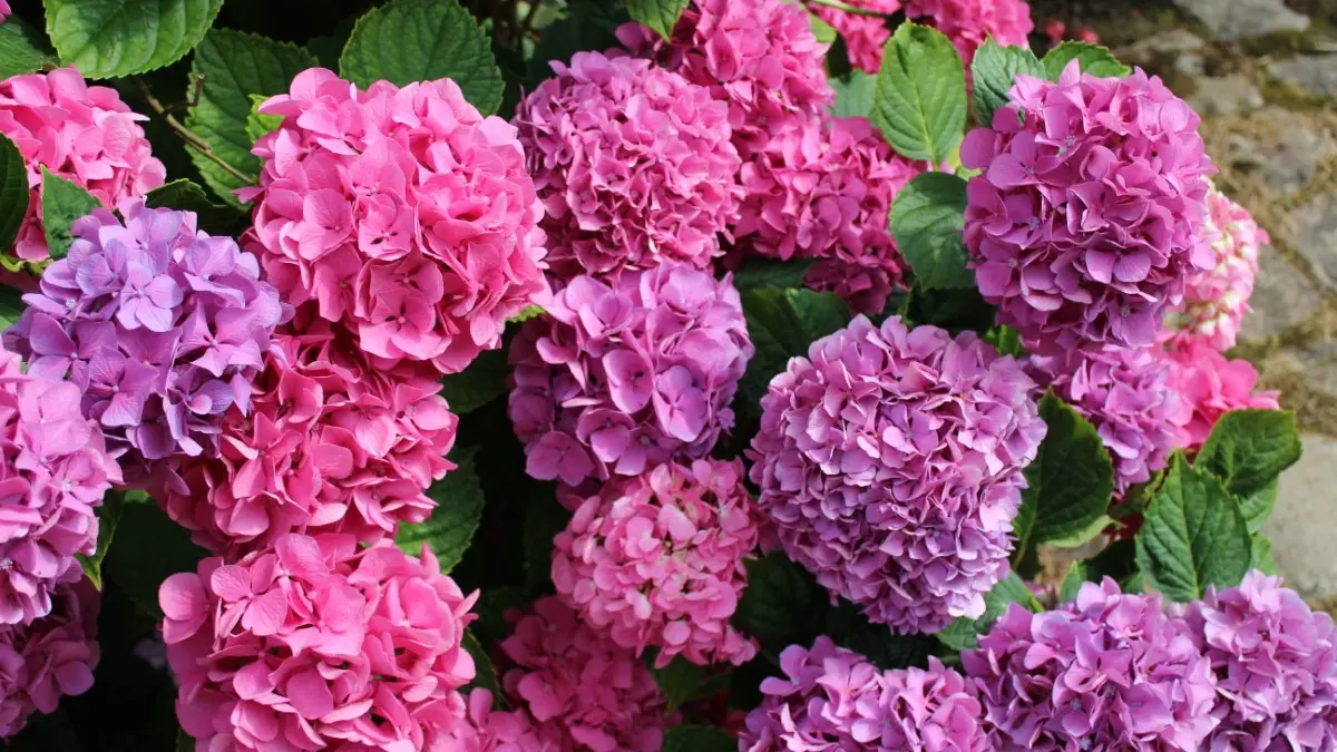 Les Hortensias du jardin