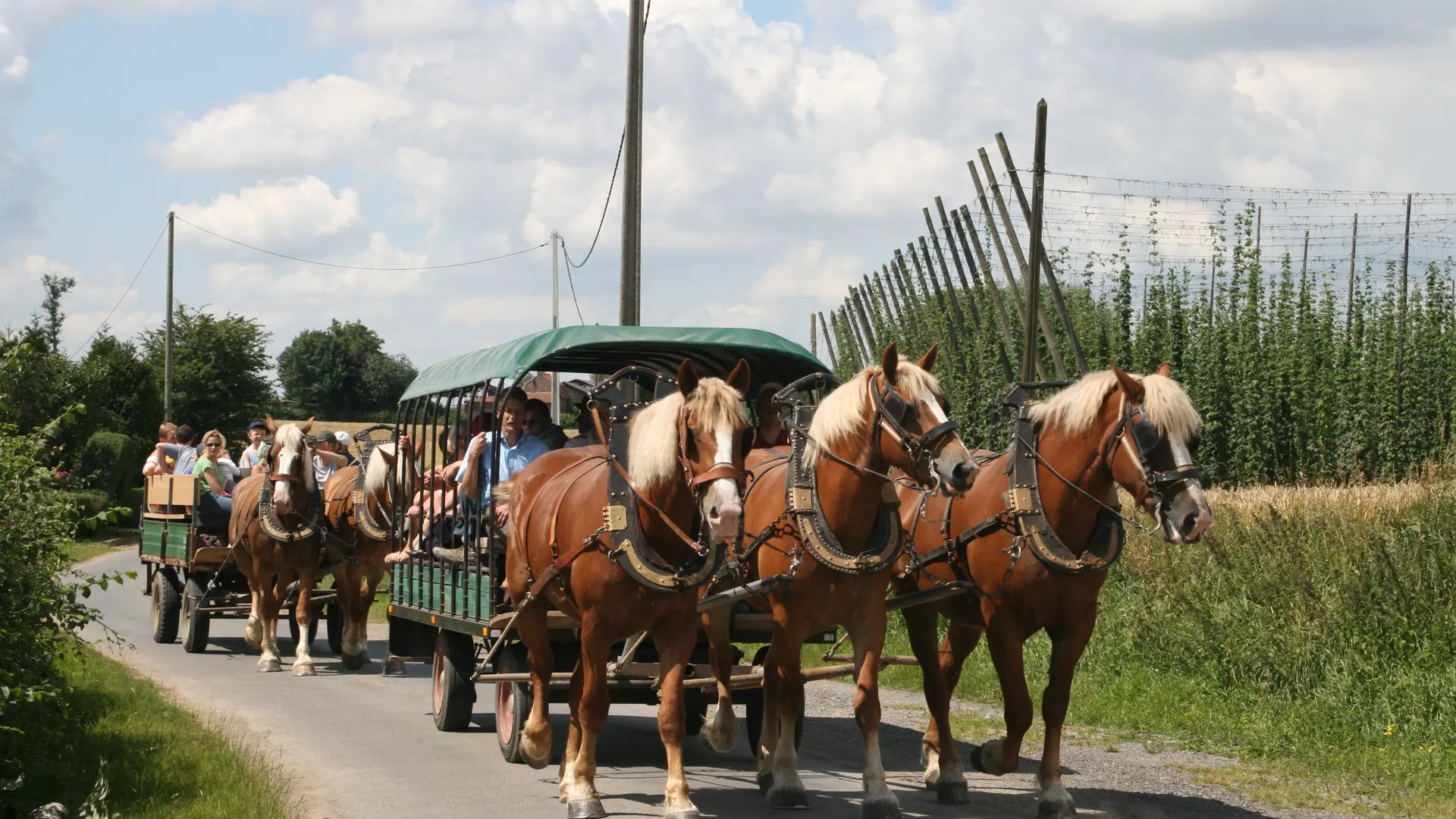 Chevaux flamands