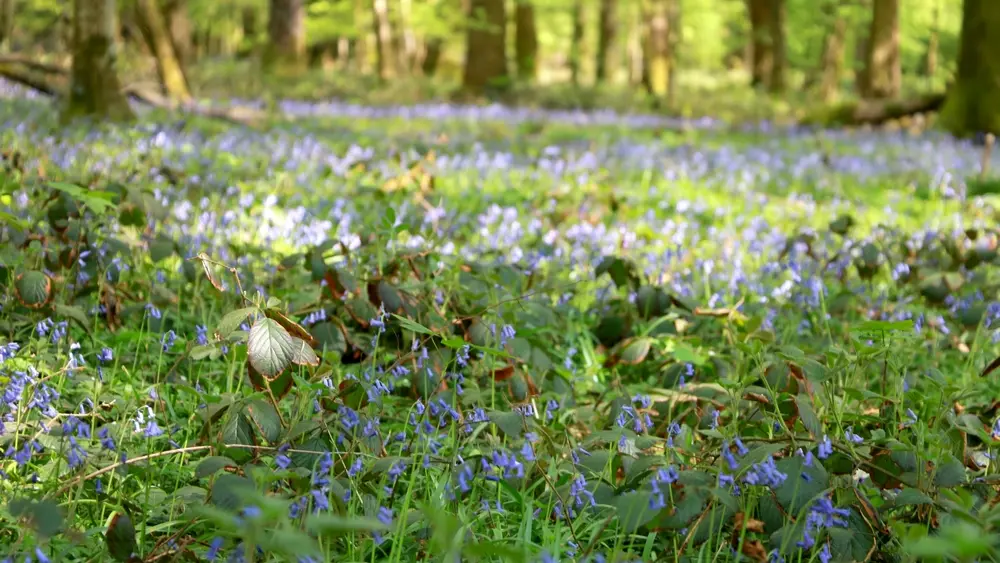 Jacinthe-des-bois