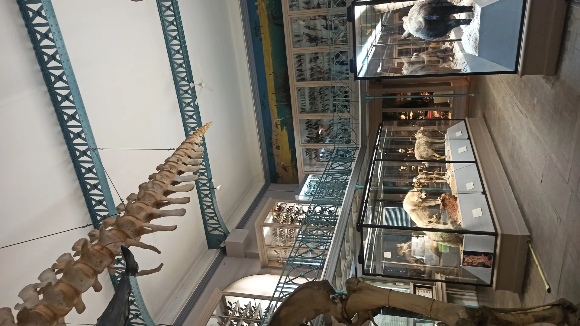 Musée d'Histoire Naturelle