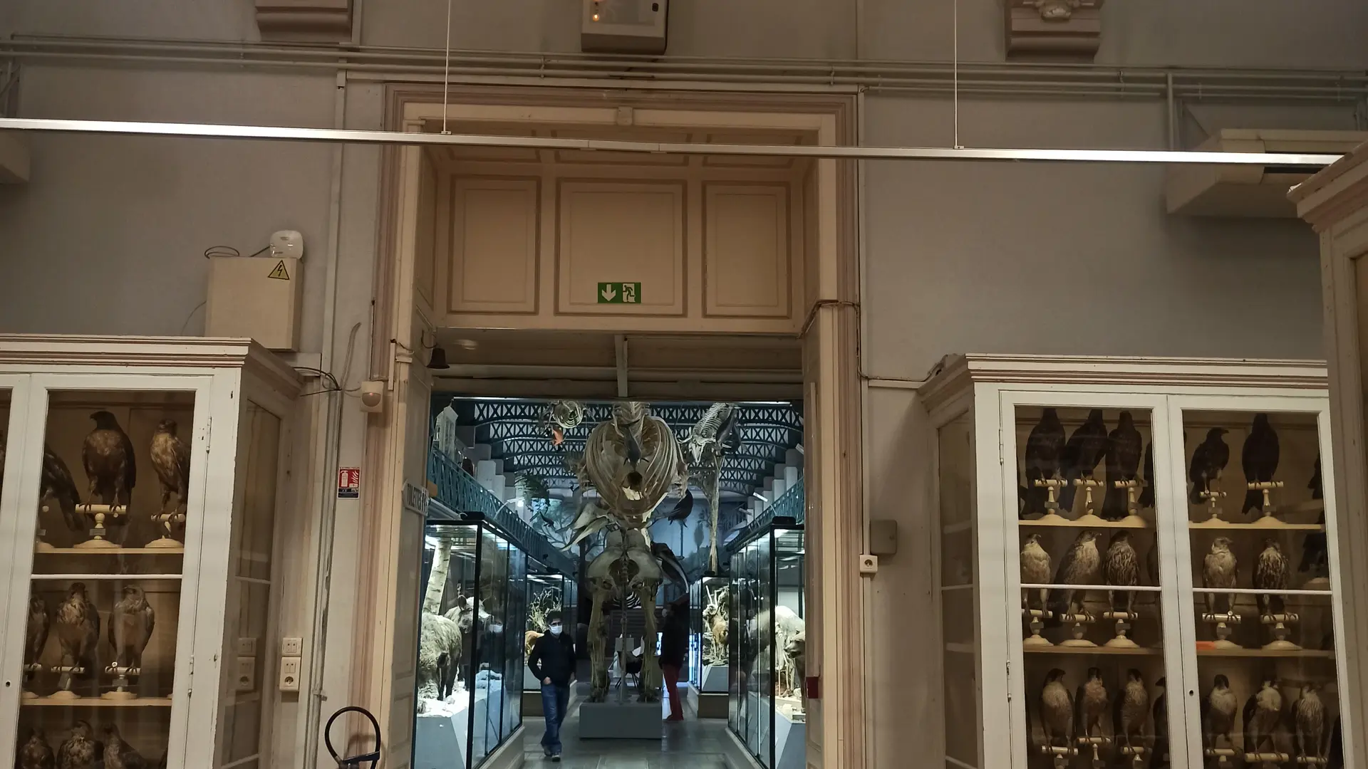 Musée d'Histoire Naturelle