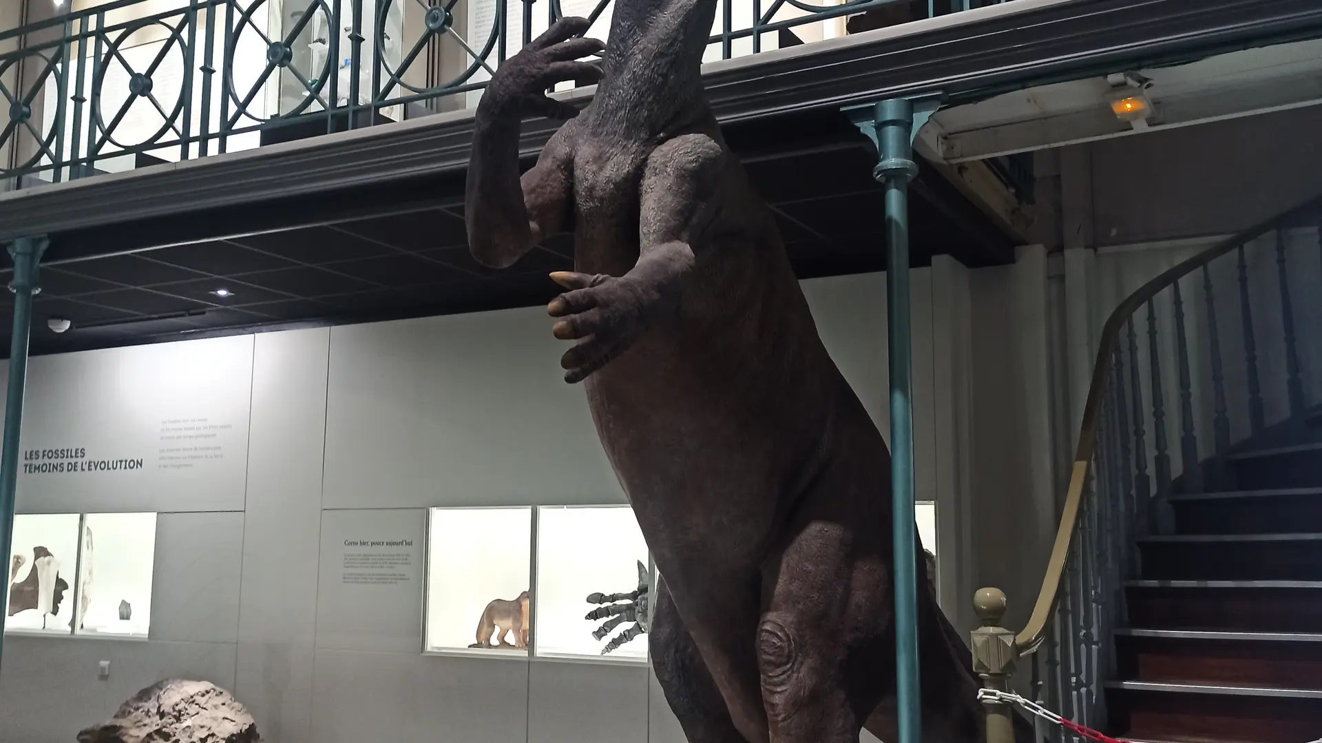 Musée d'Histoire Naturelle