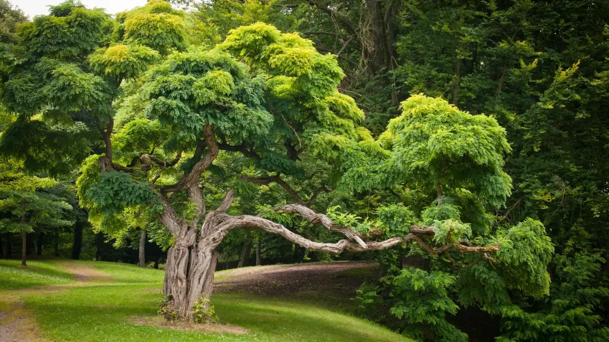 Parc des Buttes Chaumont