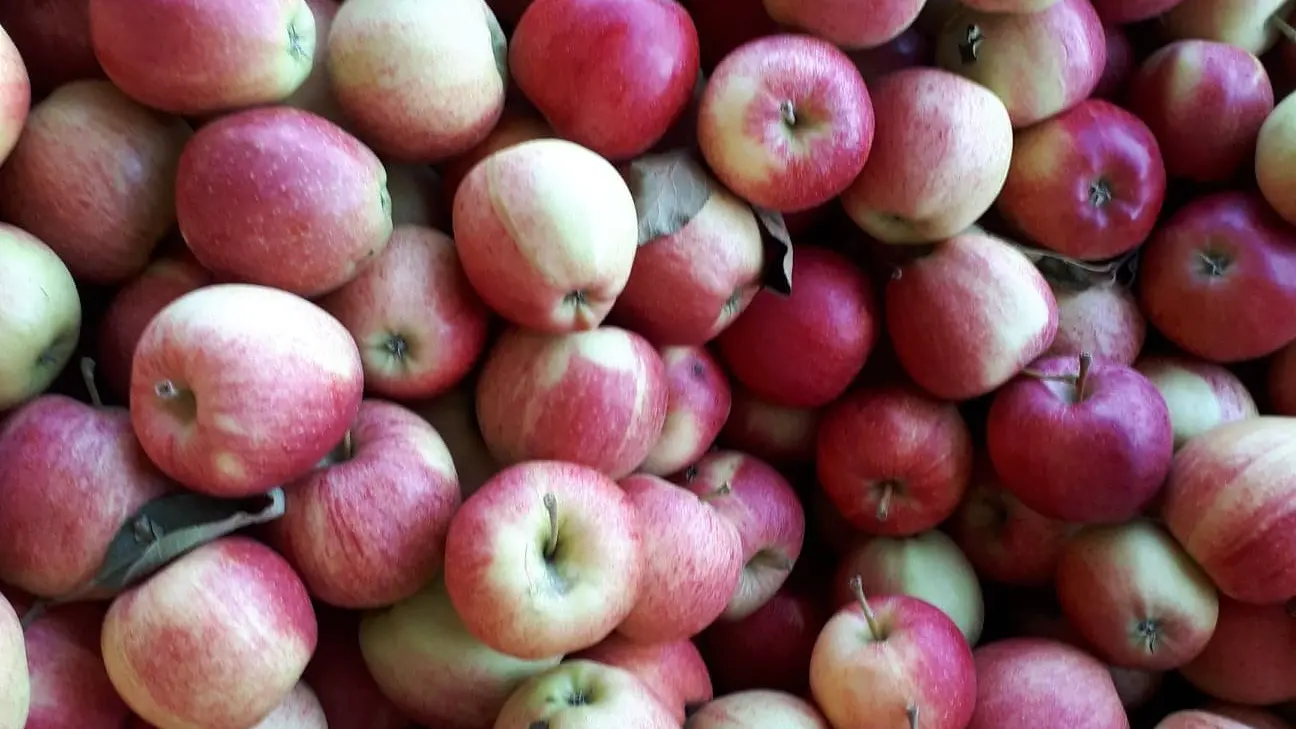 Pommes_Benoit VENET_Les Vergers de Thiérache