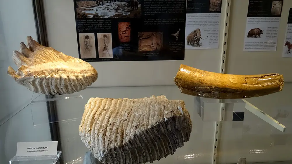 Musée du Pays de Laon 2021 V < Laon < Aisne < Hauts-de-France