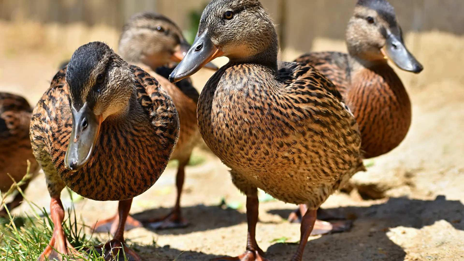 Beautiful wild ducks at the pond. Wildlife on a sunny summer day. Young water bird.