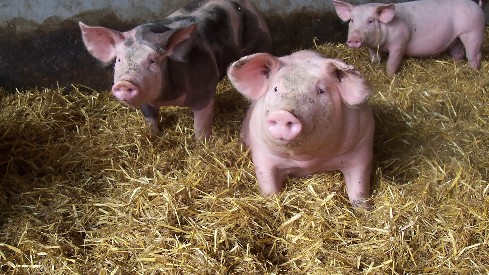 cochon