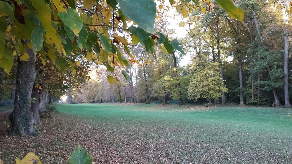 l'allée royale - forêt de Retz