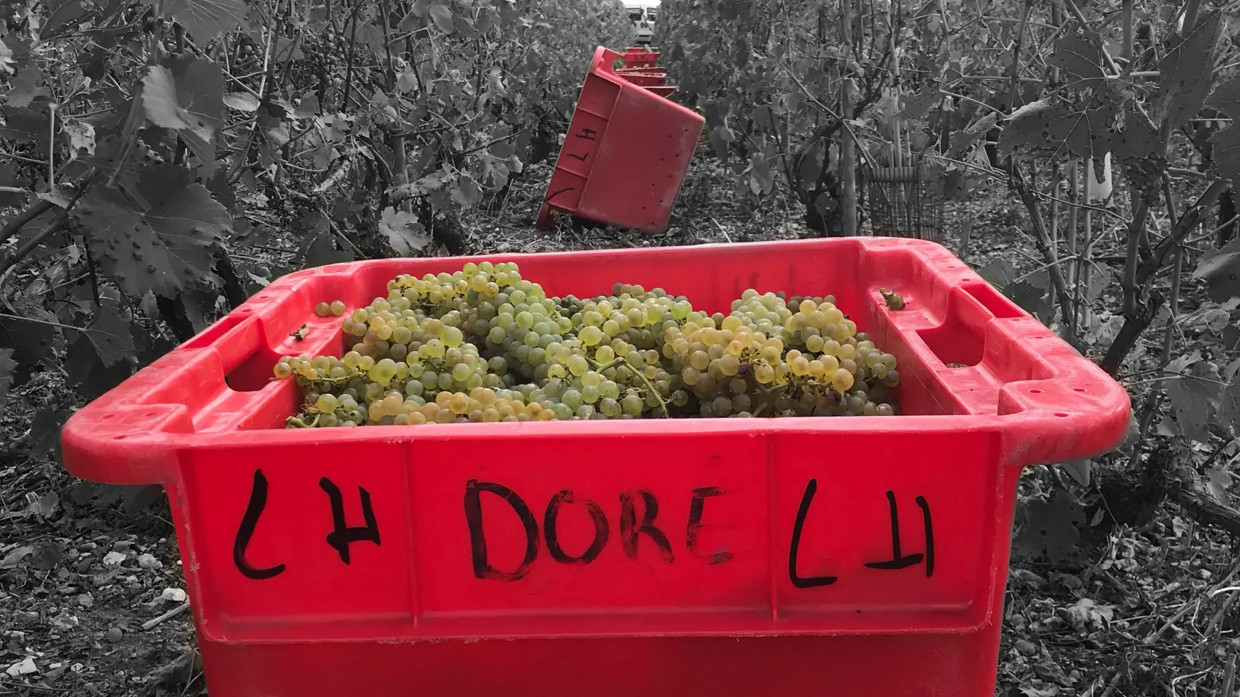 photo caisse vendanges DL