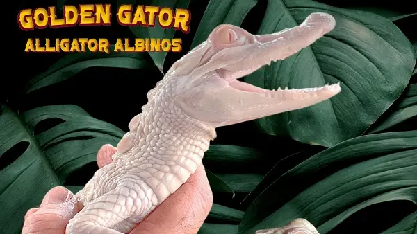 Alligators albinos