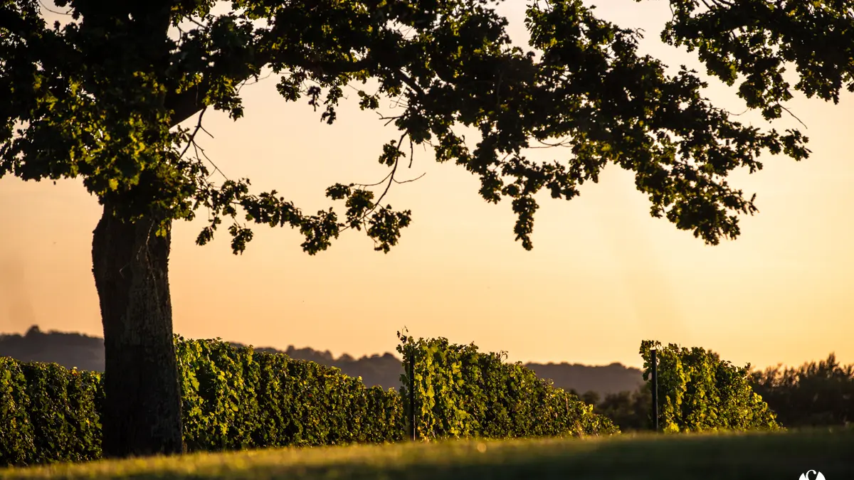 Tursan, un vignoble nature