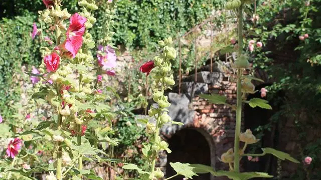 Jardin public Roseraie
