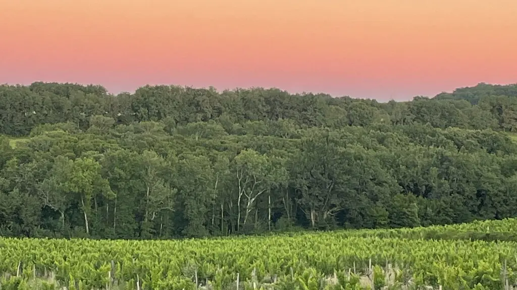 Château Lestevenie_vignes