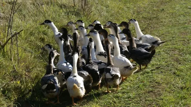 Chaulnes canards