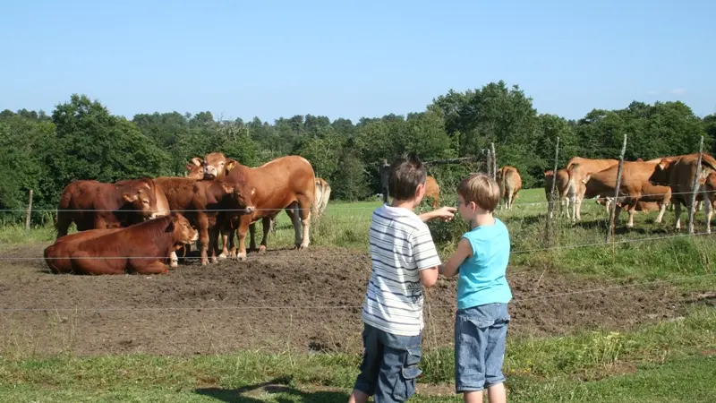 Chaulnes vaches au pré