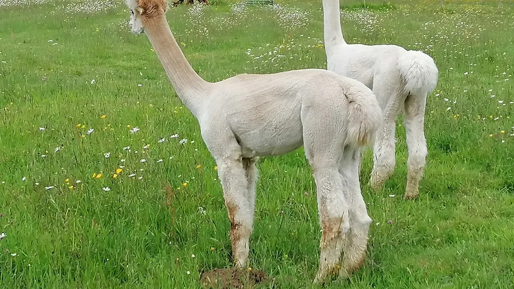 Alpagas-Mon-Pérou-Montpon-blancs