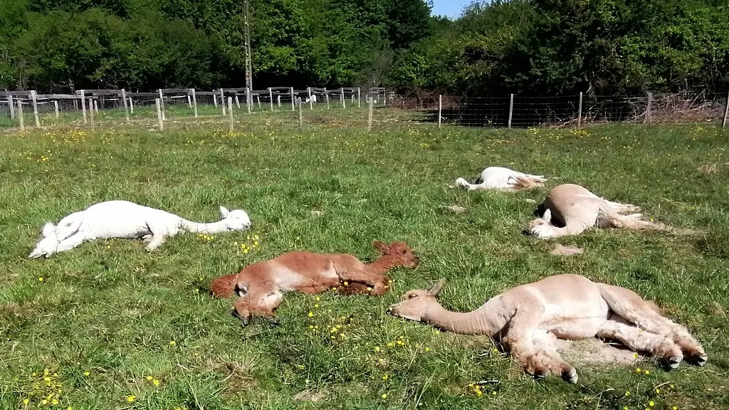 Alpagas-Mon-Pérou-Montpon-repos