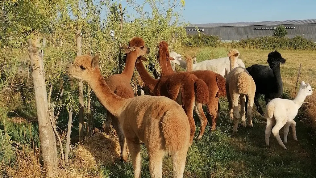 Alpagas-Mon Pérou-Montpon