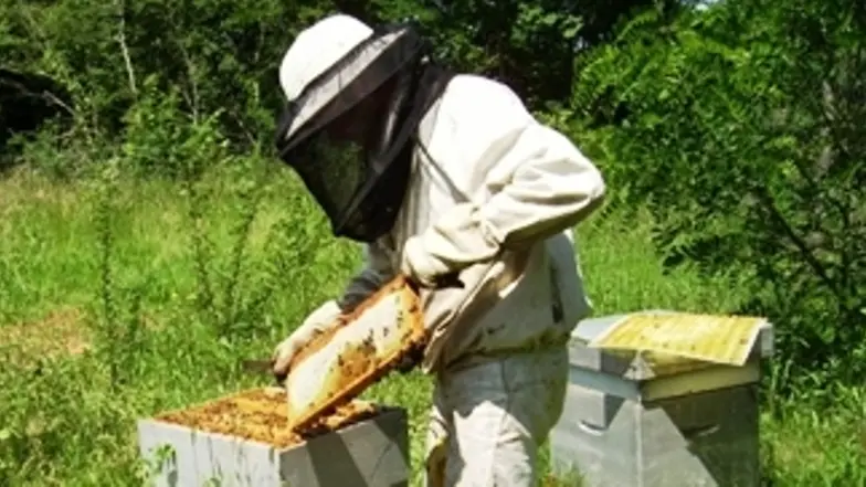 Apiculture POIRIER