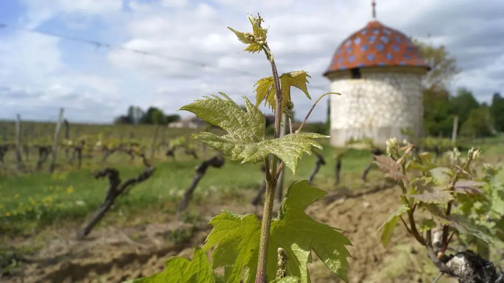 Autour de Monbazillac_Château malfourat (15)_2