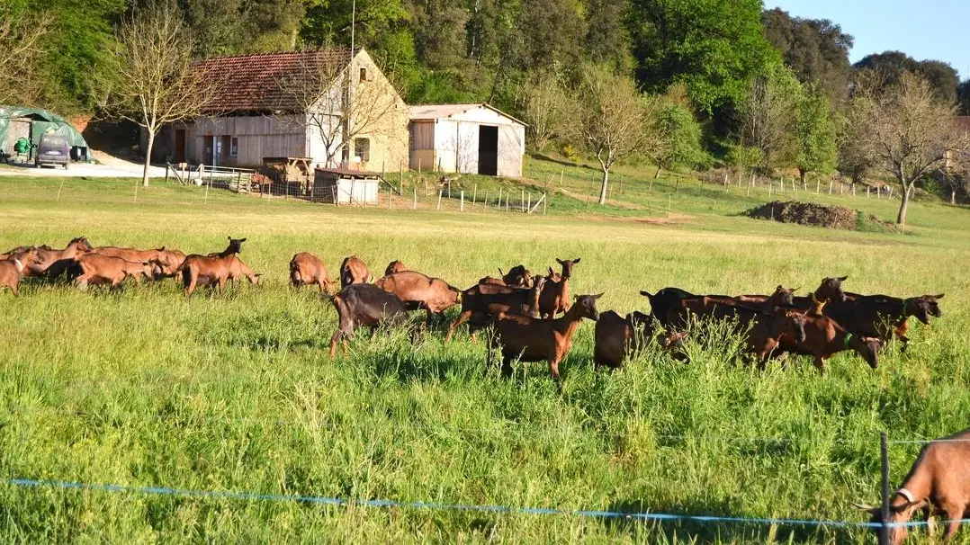 Biquettes de Braulen