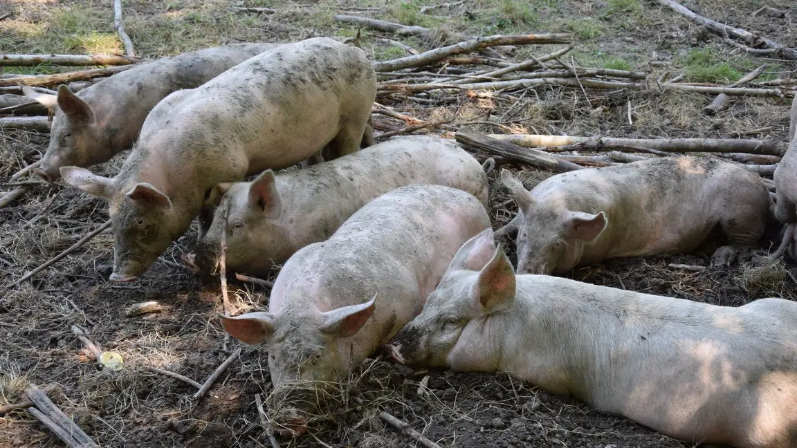 Gaec-des-charmes-St-Aquilin-cochons1