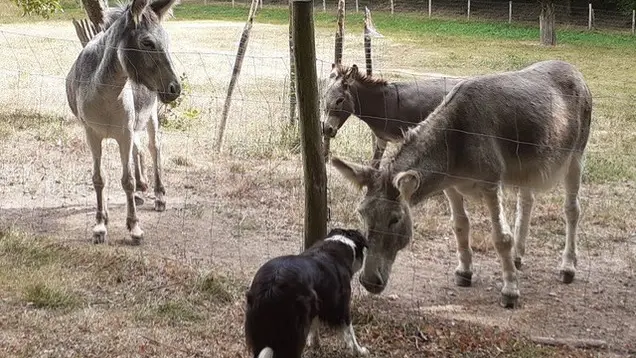 Gite Paillange - St Amand de Vergt (3)