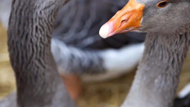 FOIE GRAS GROLIÈRE 3