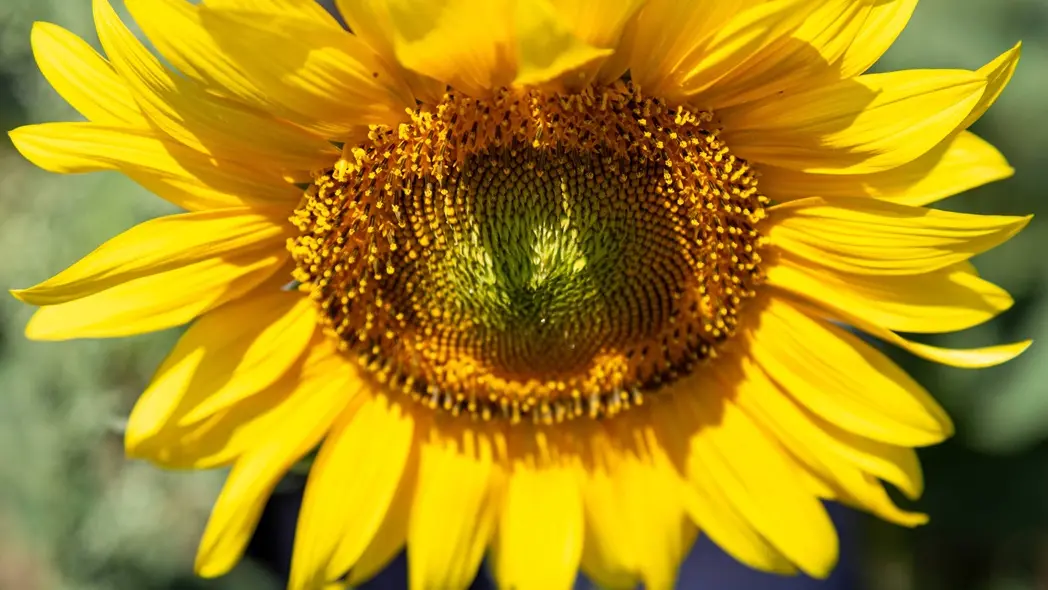 Tournesol