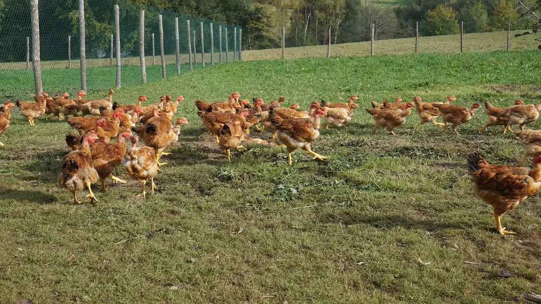 Ferme du Mas d'Arneix