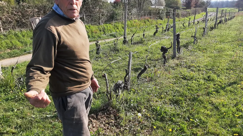 François nous parle de sa vigne