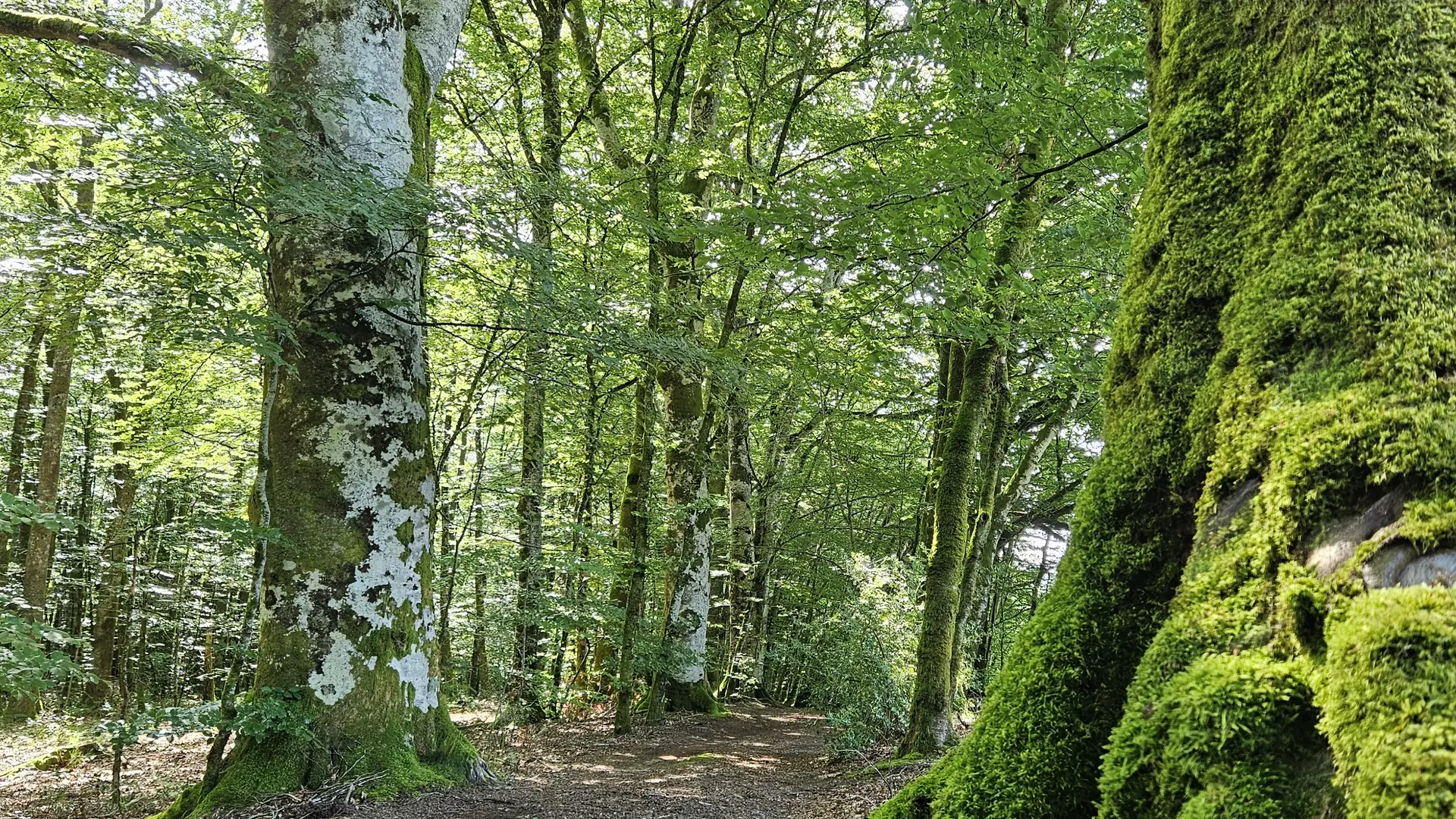 Hêtre en Forêt©L Puissant (7)