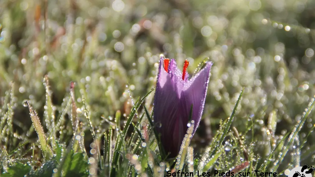 IMG_2650_GF crocus et rosée du matin