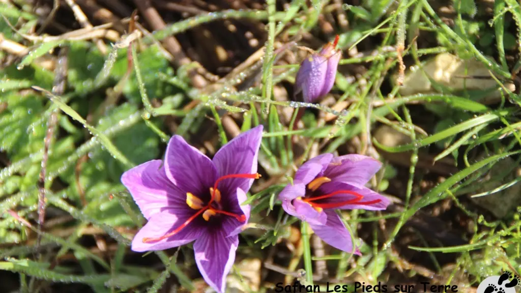 IMG_2793_GF fleurs de crocus