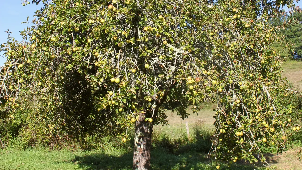 Maison Rouge - Cidre du Sud-Ouest