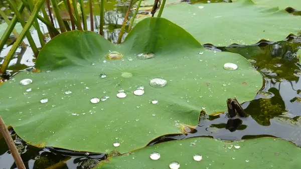 Jardin botanique d'ALAIJE Lotus