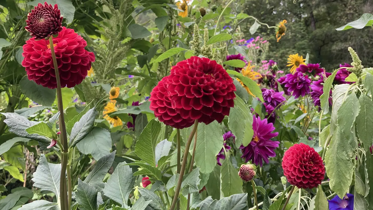 Jardins de l'Albarède     (7)