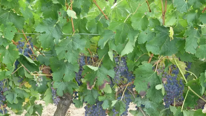 La vigne du Domaine de Jarrauty