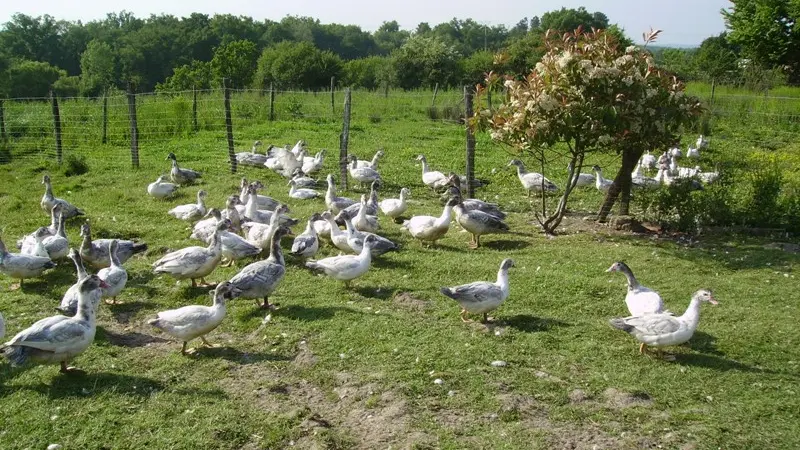 Les canards en liberté