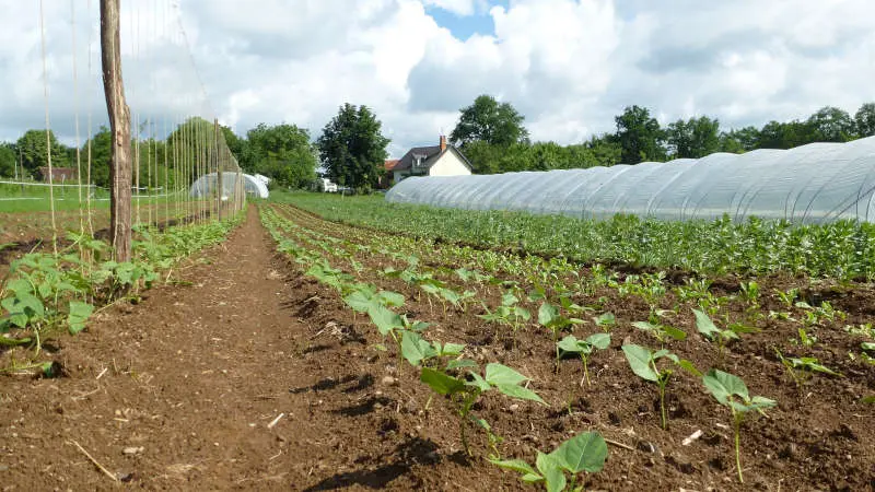 La-couronne-de-mille-legumes