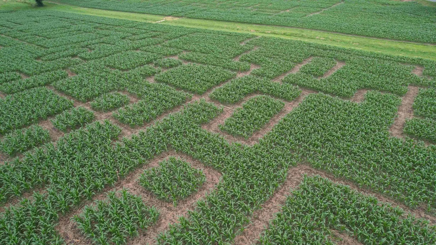 Labyrinthe de Vendoire