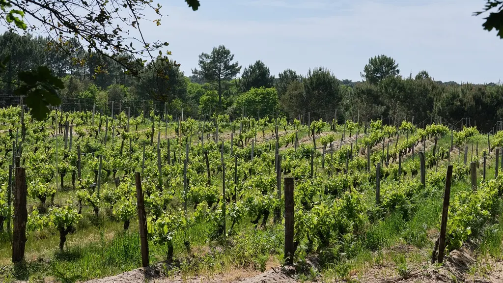 Le Vignoble_DomainedelaPointe_OTILAS