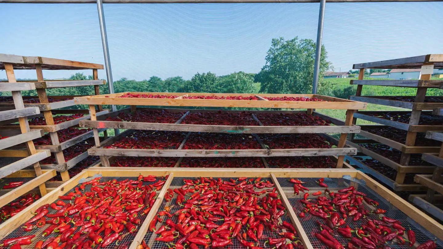 PIMENT 1